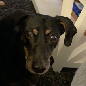 Meet your Posher, Tannon